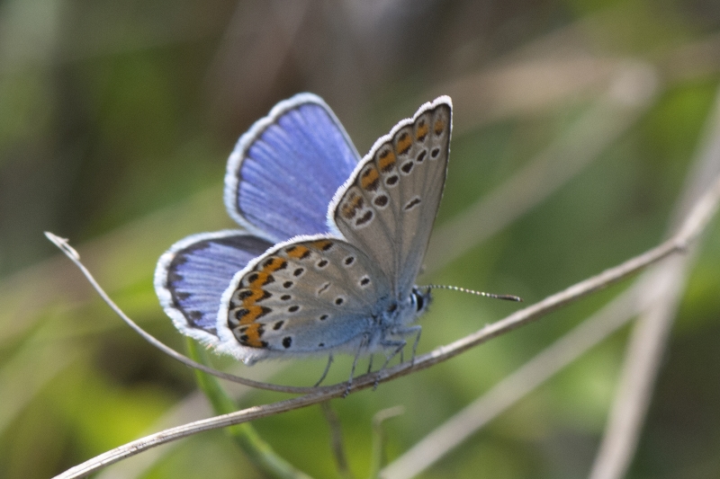 Plebejus argyrognomon ?